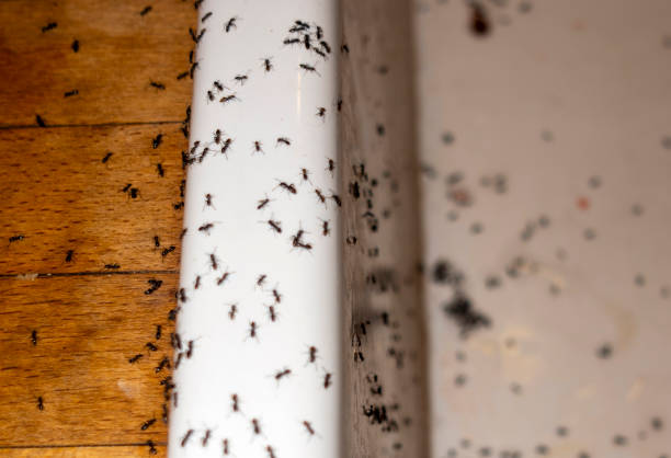 Best Emergency Pest Control  in Lynnville, IN