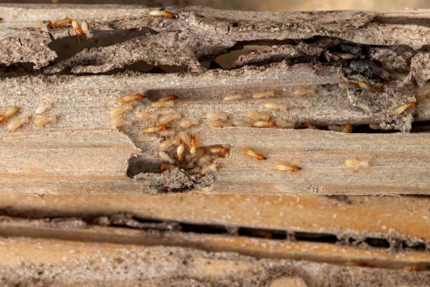 Best Wildlife Control Services  in Lynnville, IN